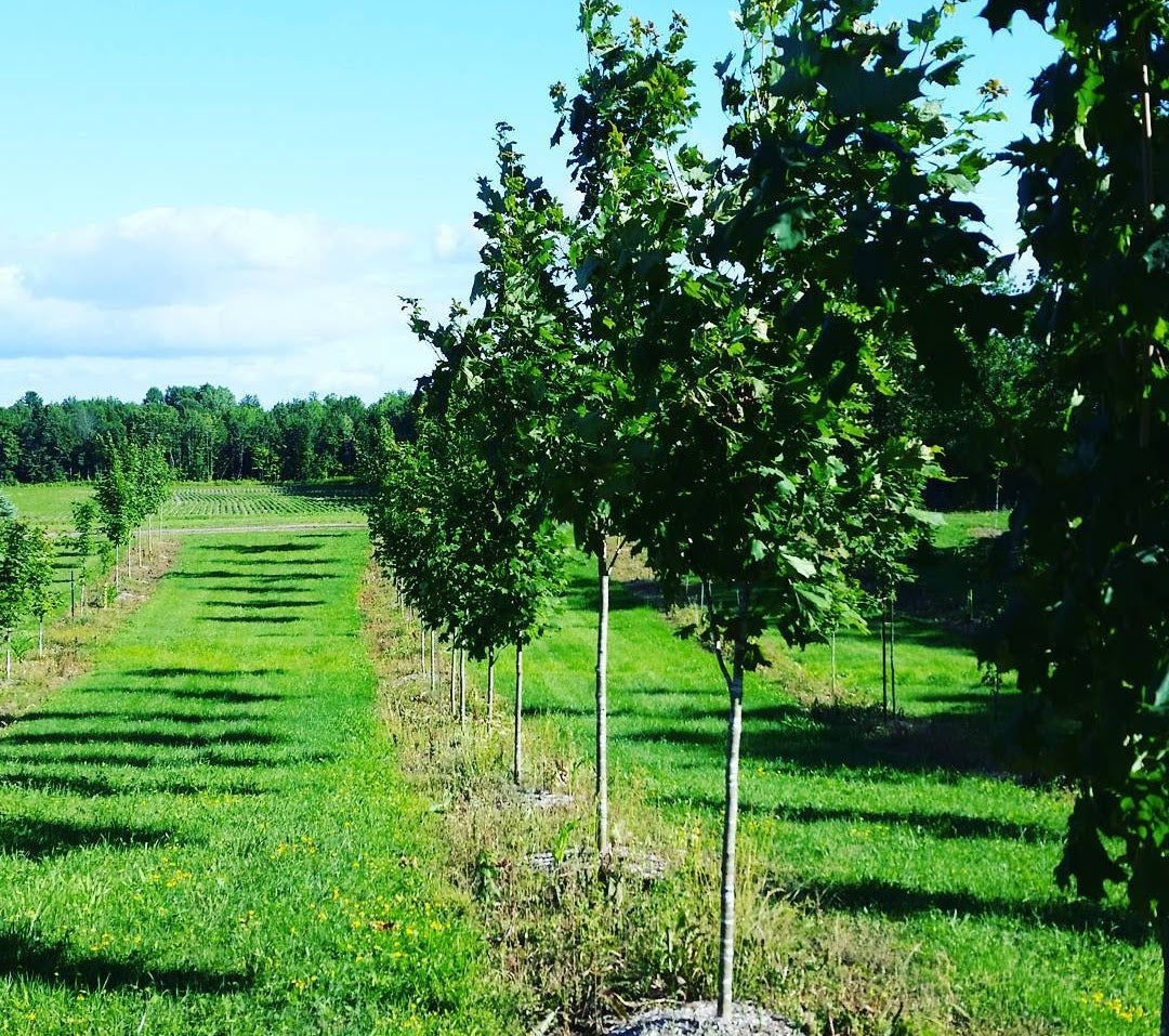 trees lined up along a maintained grassy field