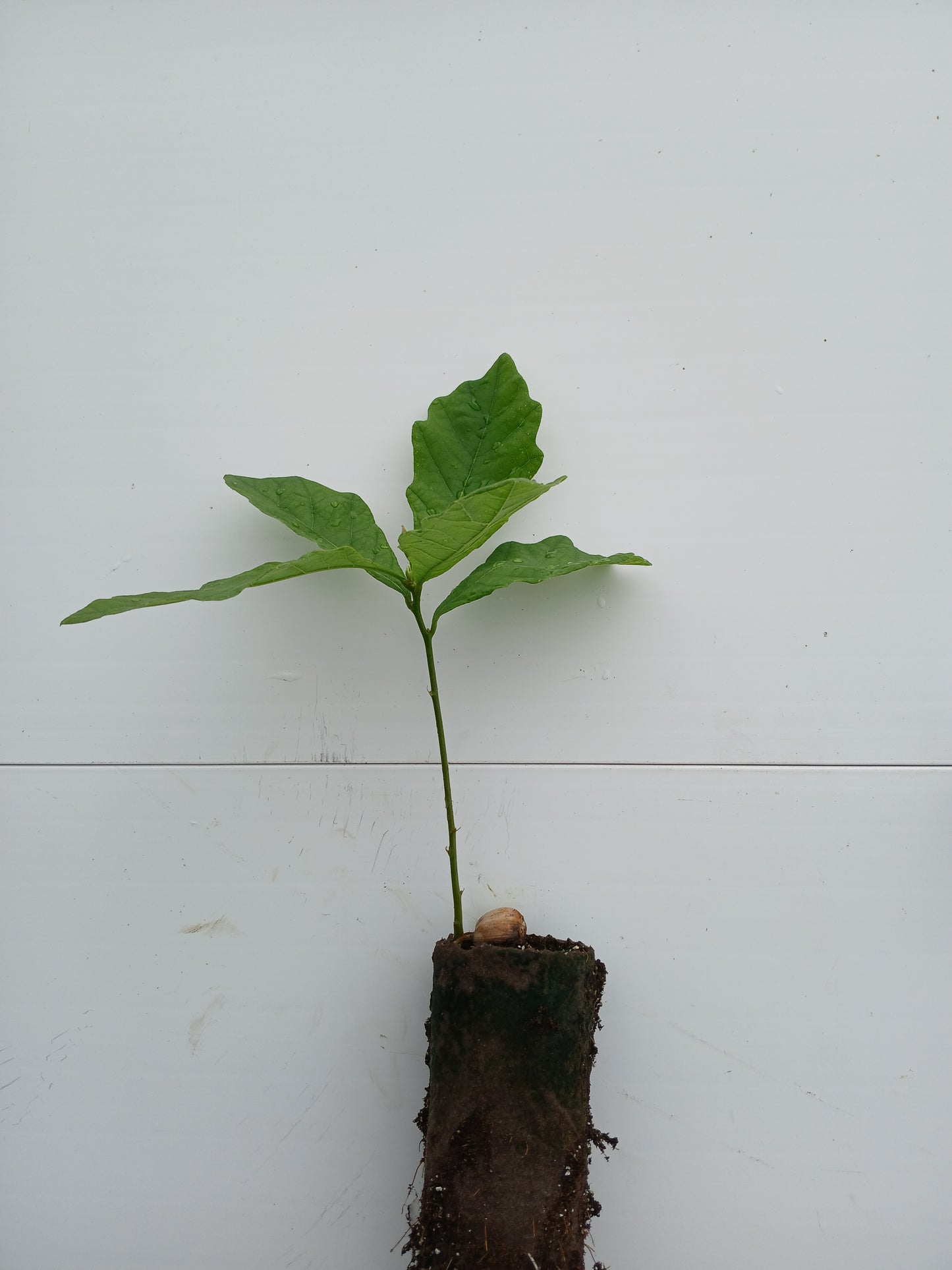 Bur oak