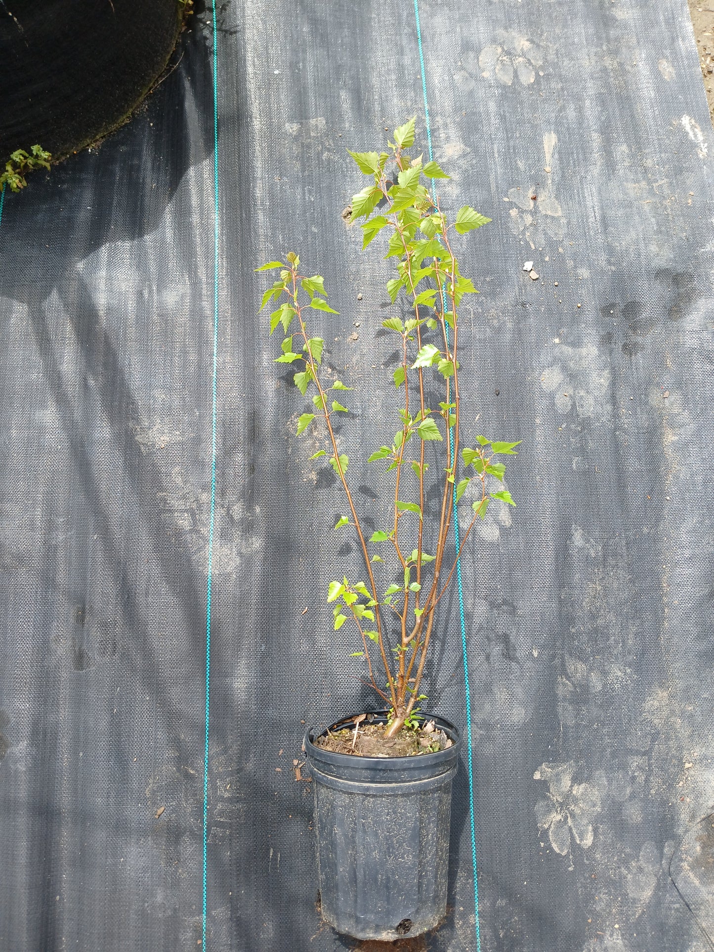 White Birch (Paper Birch)