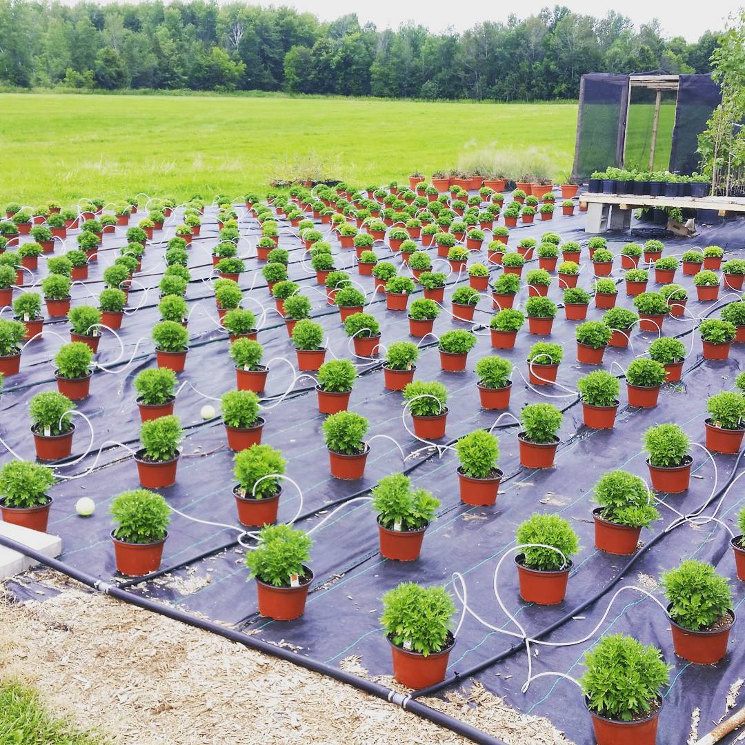 A lot of plants all connected by a hose and displayed on a field to grow