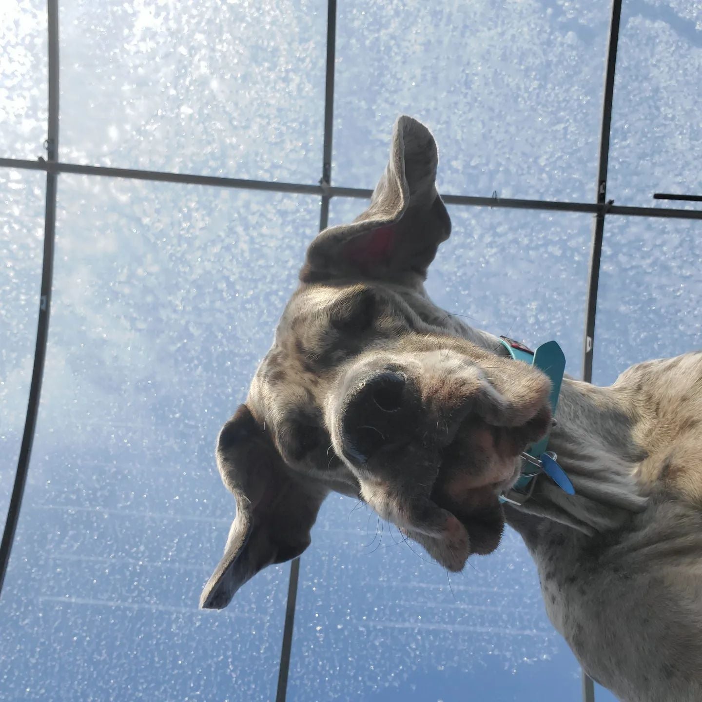 Dog looking down on camera