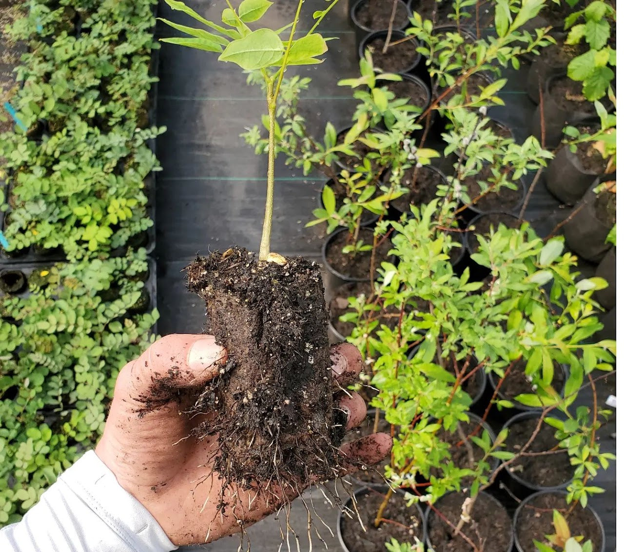 Person holding a seedling