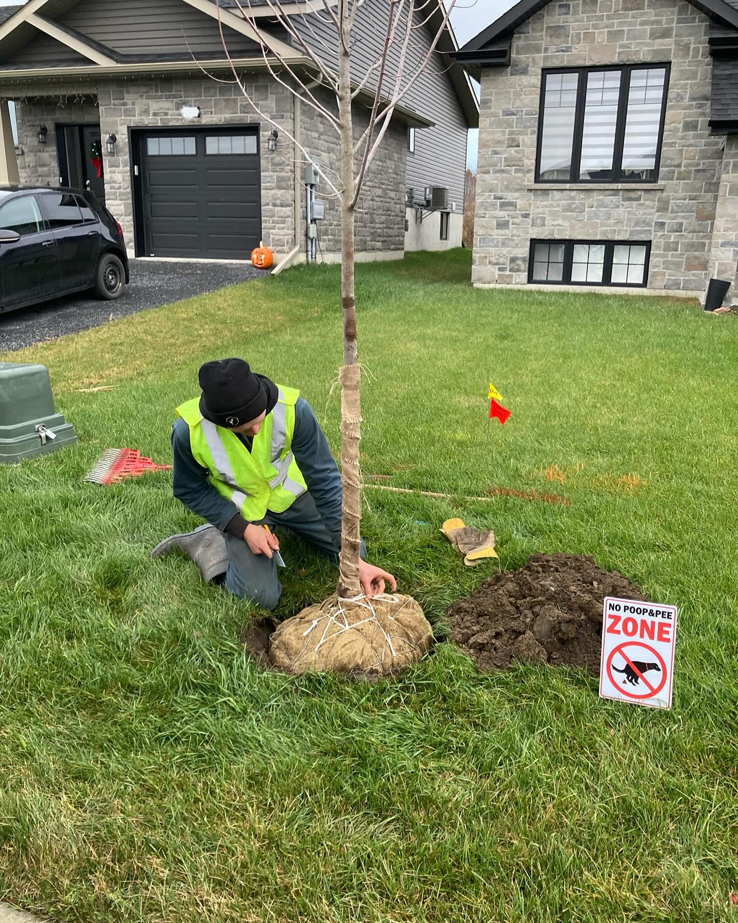 Person planting a tree on a front lawn