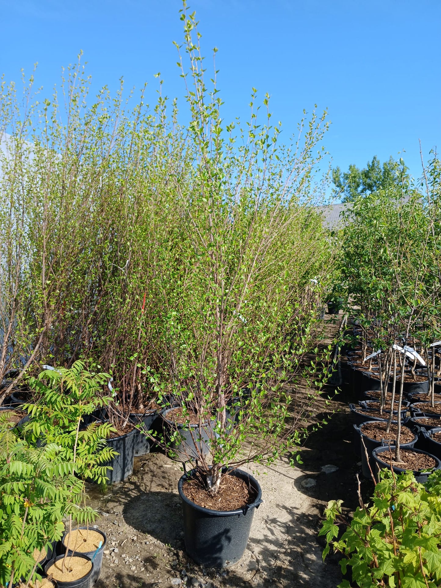 'Heritage' River Birch (Multi-Stem)