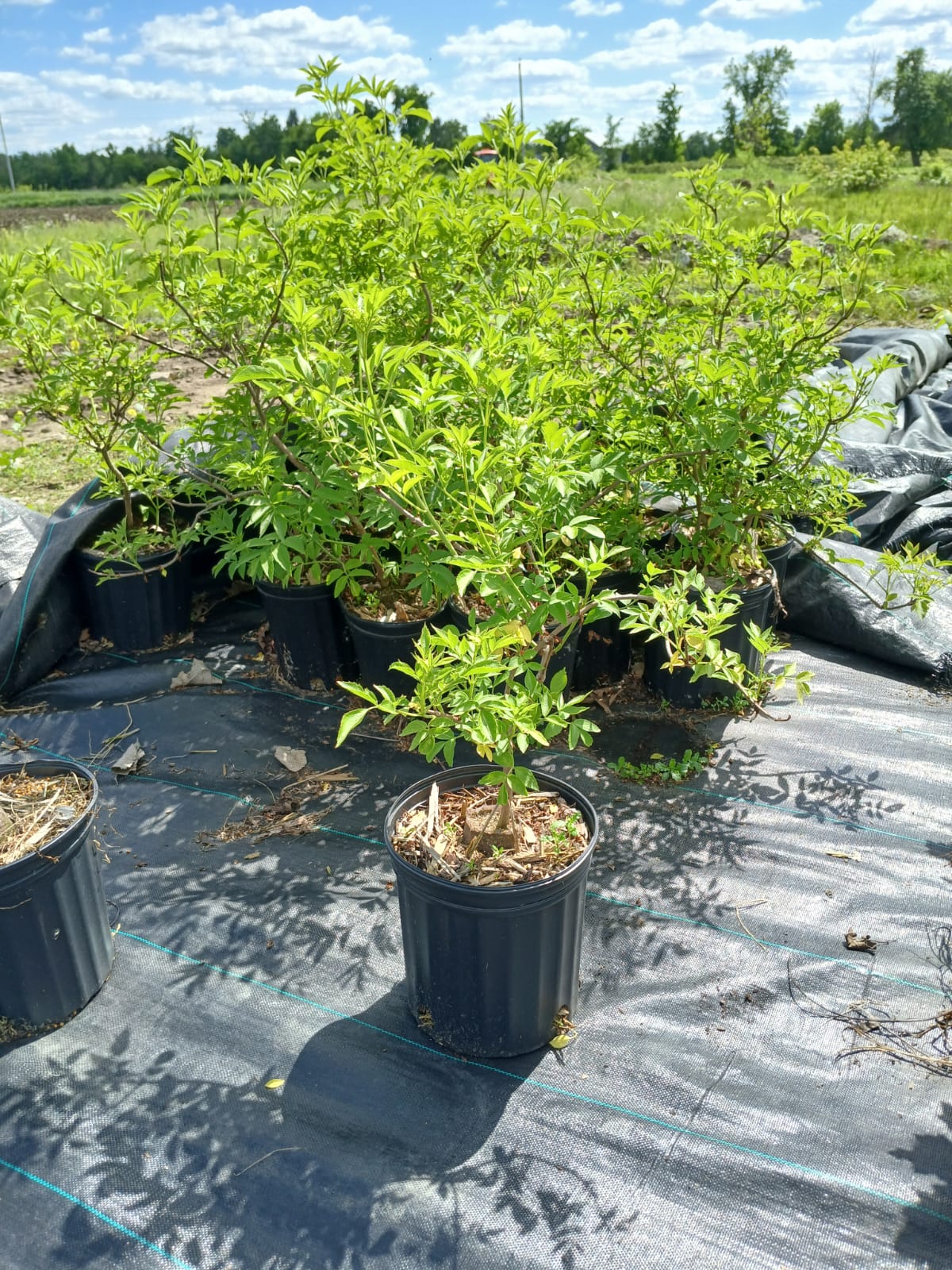 American Elderberry/Common Elderberry – Harbers Greenhouses and Forestry