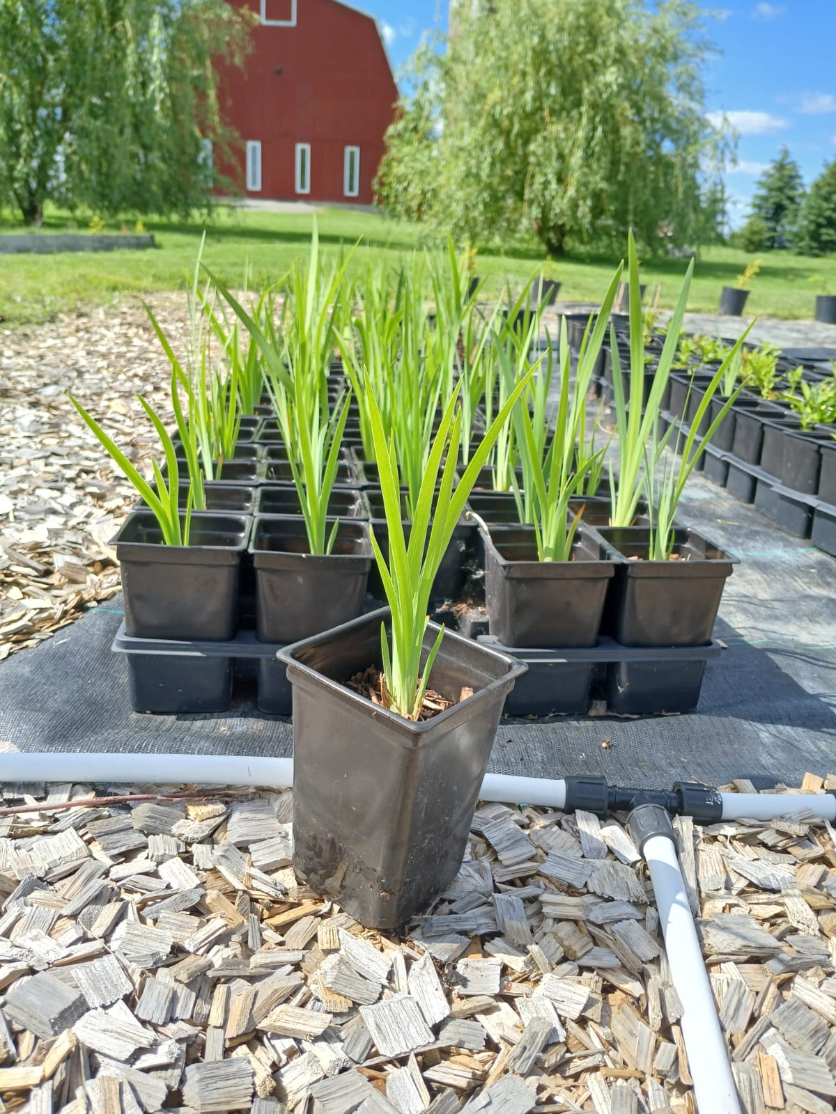 Northern Blue Flag/Blue Flag Iris