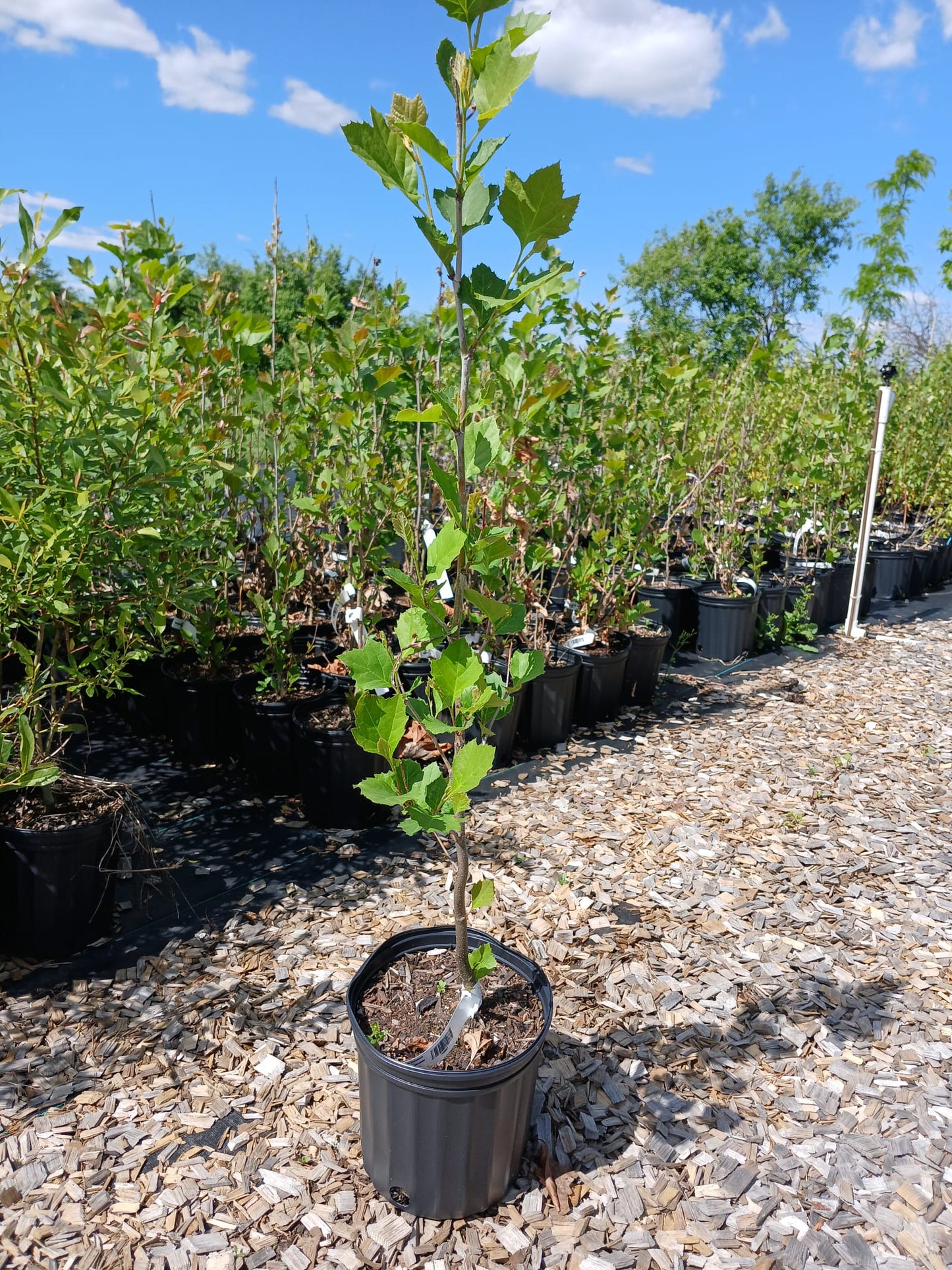 American Sycamore