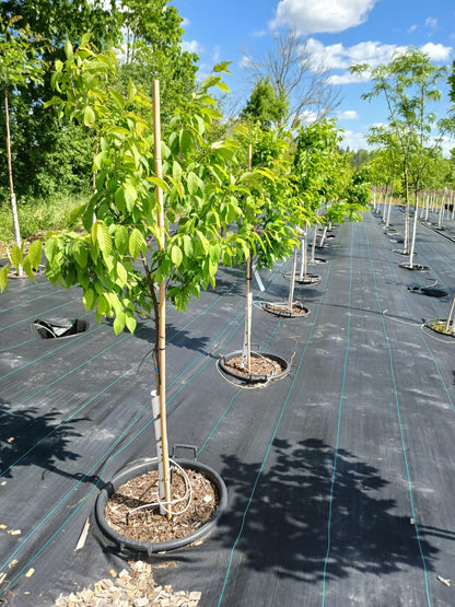 Blue Beech/American Hornbeam