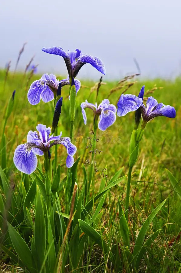 Northern Blue Flag/Blue Flag Iris