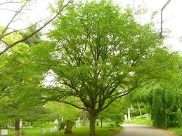 Blue Beech/American Hornbeam