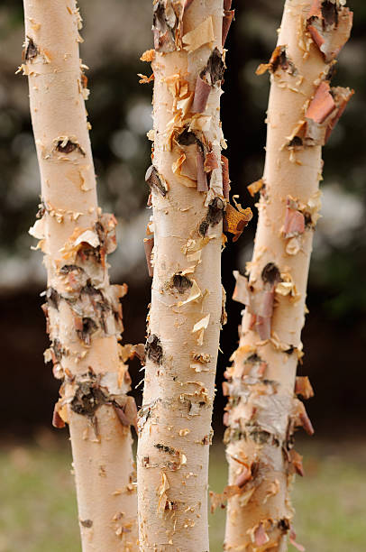 'Heritage' River Birch (Multi-Stem)