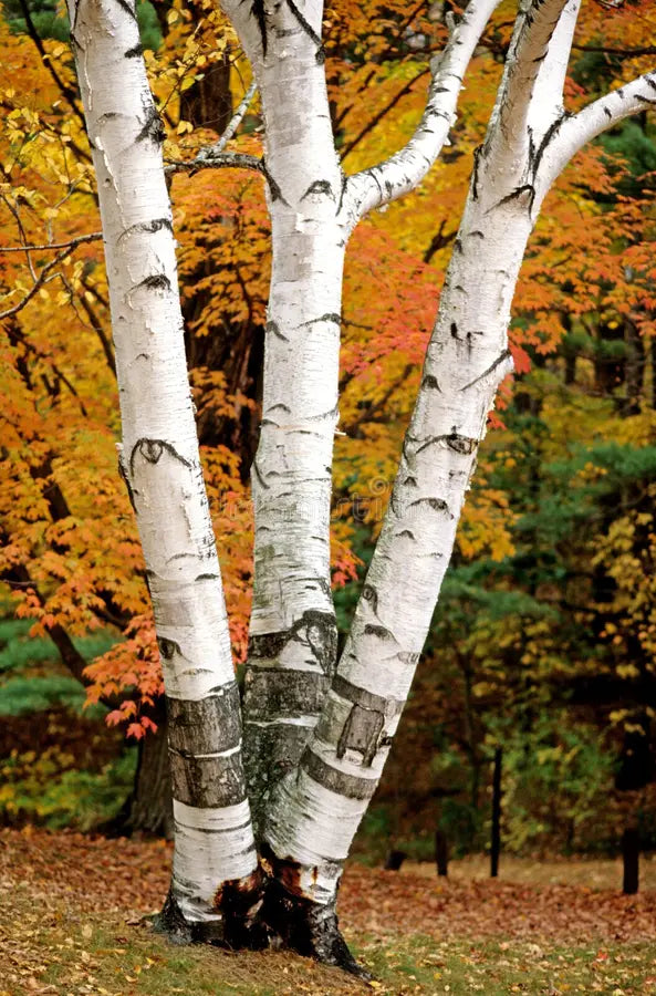 Paper Birch